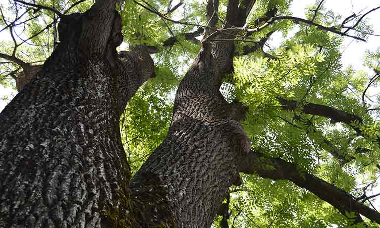 University research to help save Britain’s ash trees