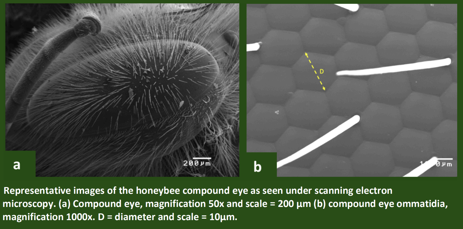 honeybee compound eye under a scanning microscope