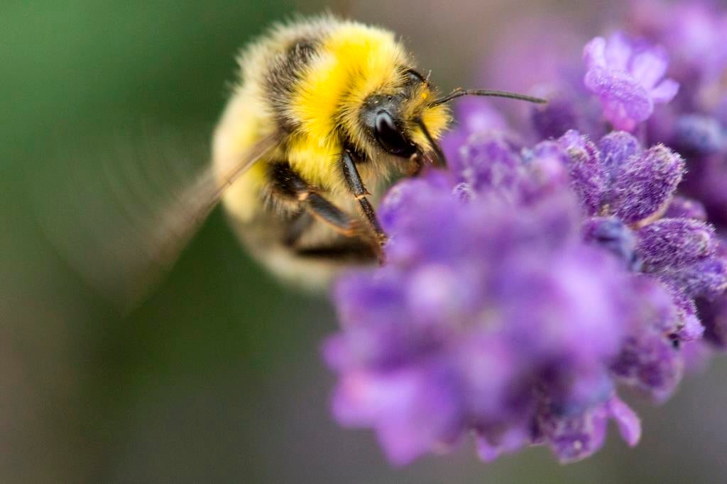 Coventry scientists start a buzz around bumblebees