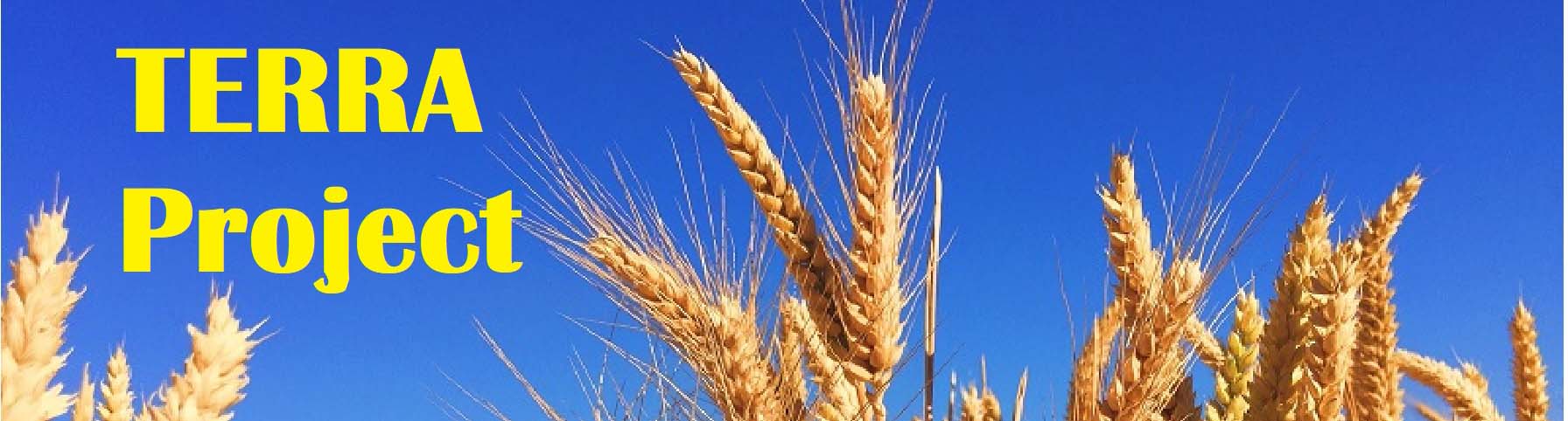 Wheat against a blue background with yellow writing of TERRA Project