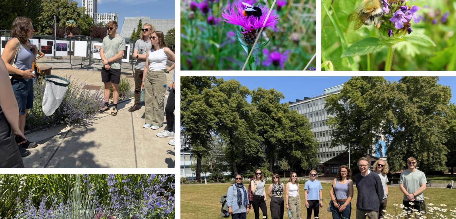 A collage of bees on flowers and participants on a bee walk