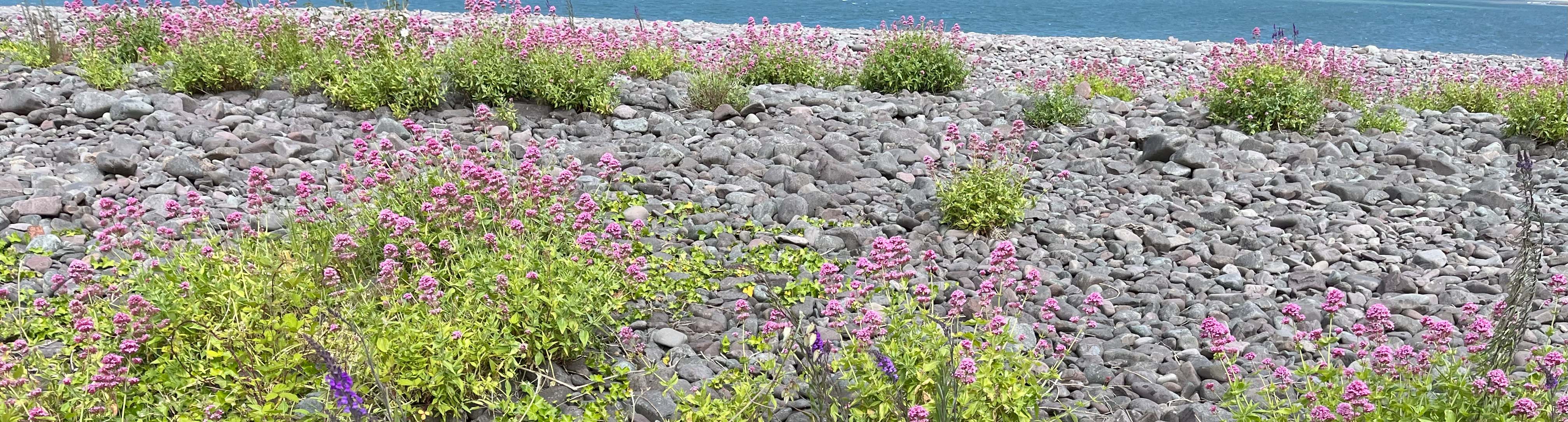 Wild flowers growing on a pebbled shore line