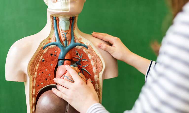 a plastic model of a human body with exposed lungs and heart