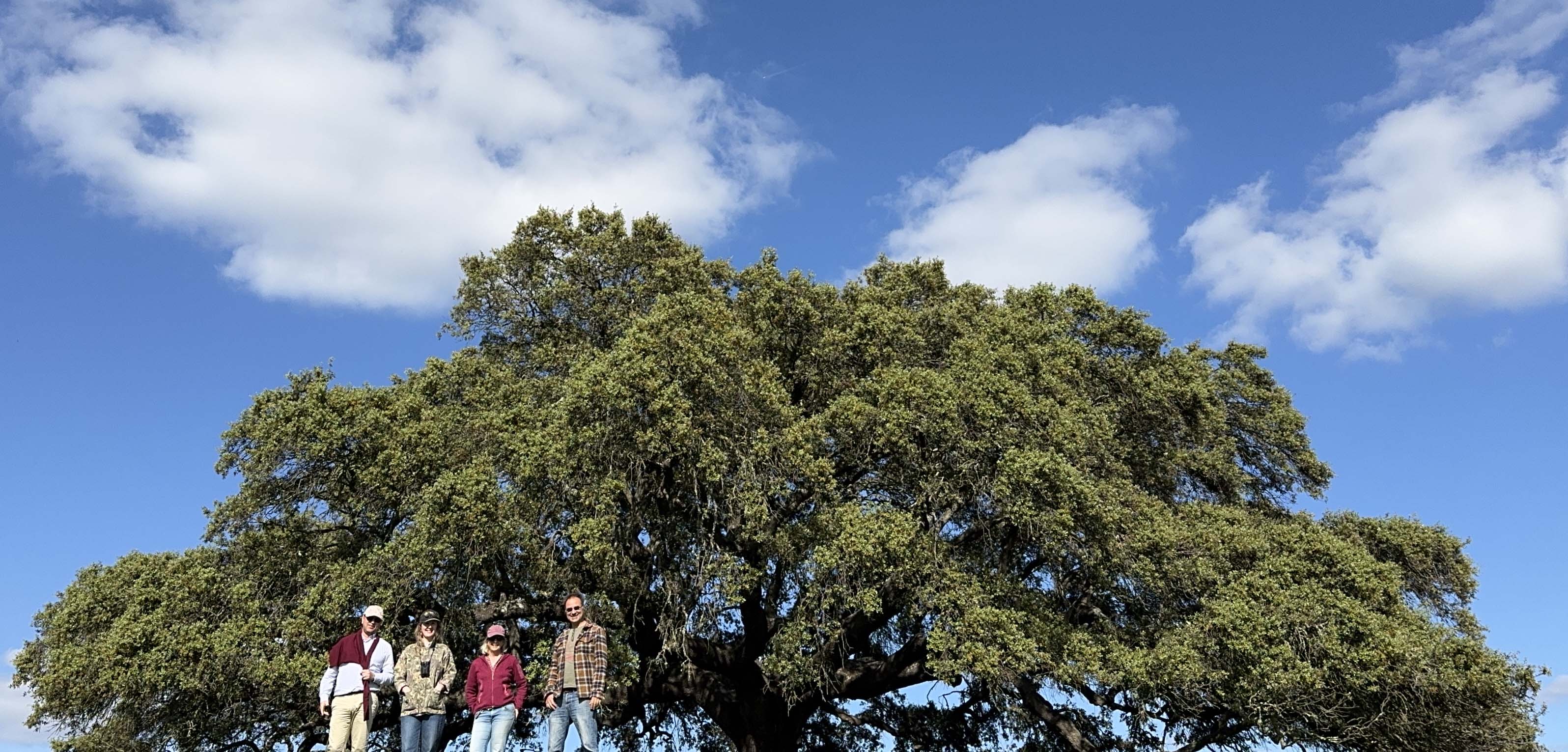 4 people standing next to a wide spread Oak tree against a blue sky backdrop