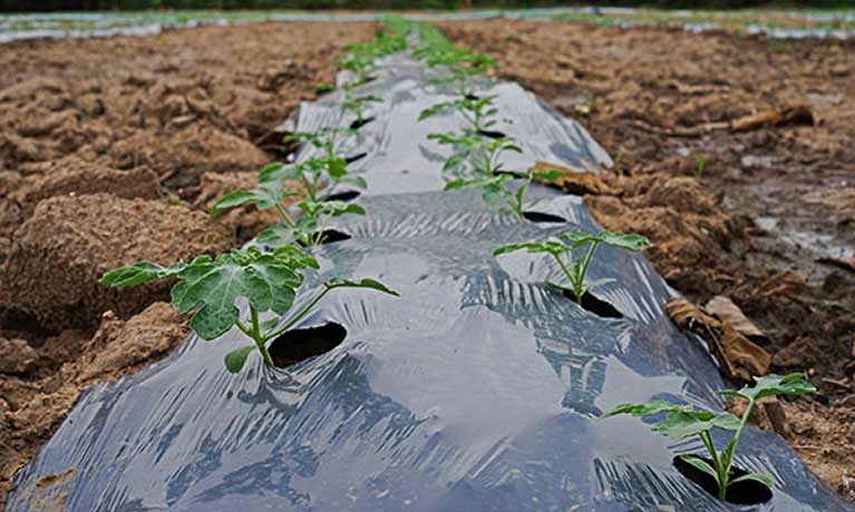 Project investigates using alternatives to potentially-damaging plastic mulch in farming 