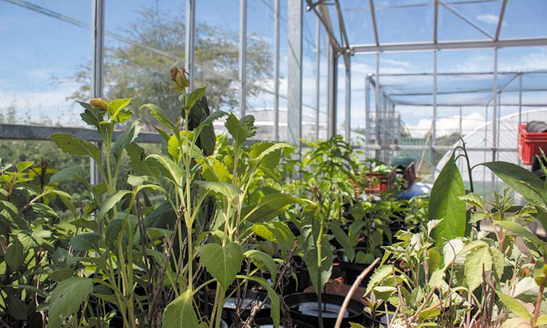 Ryton gardens greenhouse pictured in daylight