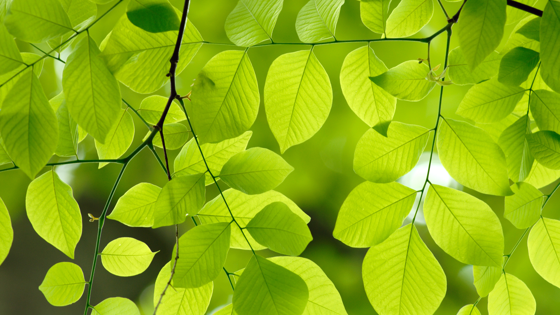 Close up view of multiple bright green leaves