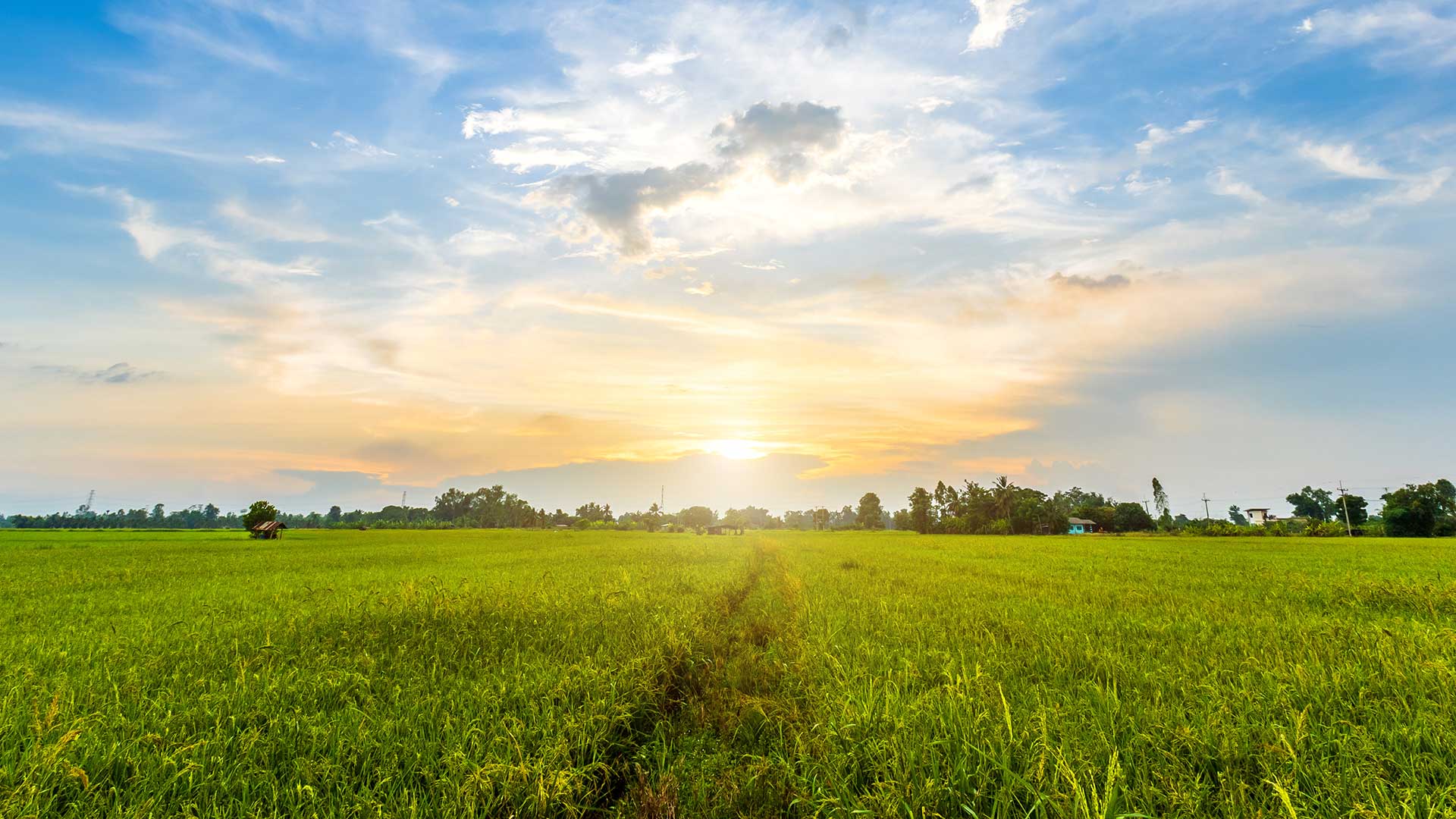 lush green landscape with trees in the distant with a the sunsetting 
