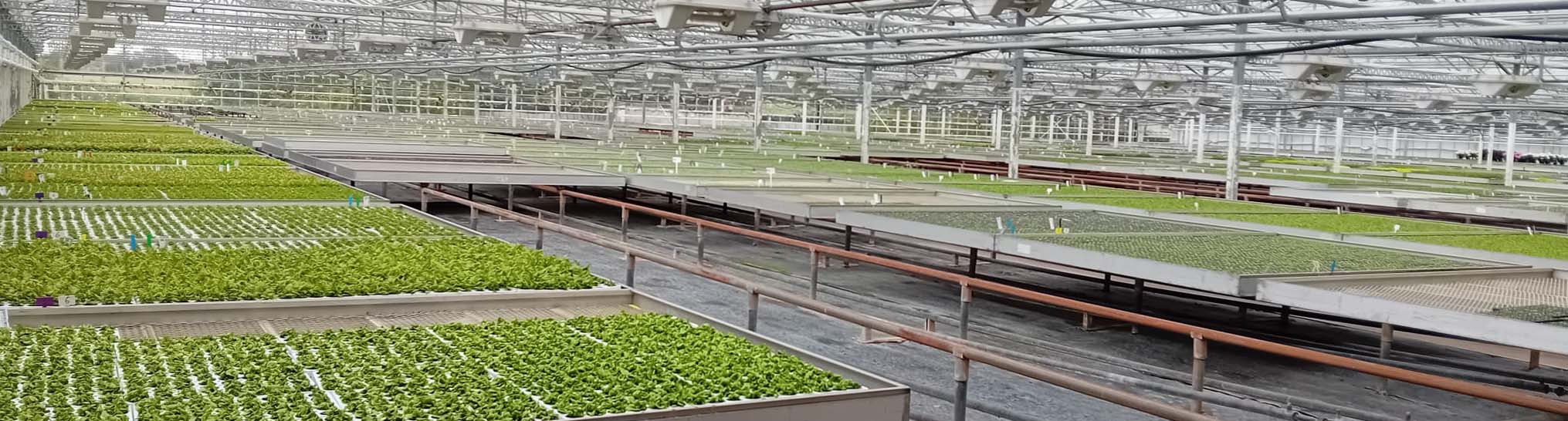 Evaluating peat-free propagation media suitable for production of high-quality ornamental transplants