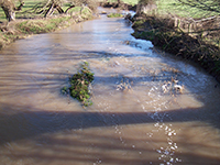 Brown muddy lake