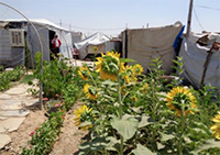 sunflowers growing