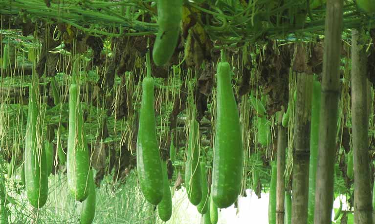 Bottle gourds growing