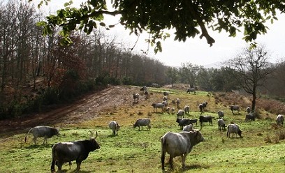 Animals grazing in a field surrounded by trees