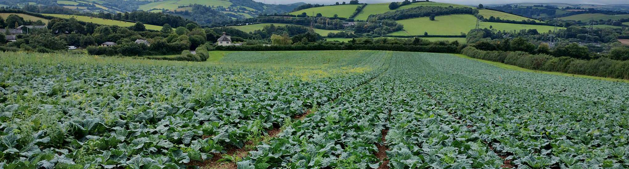 A view of a field with produce growing in rows
