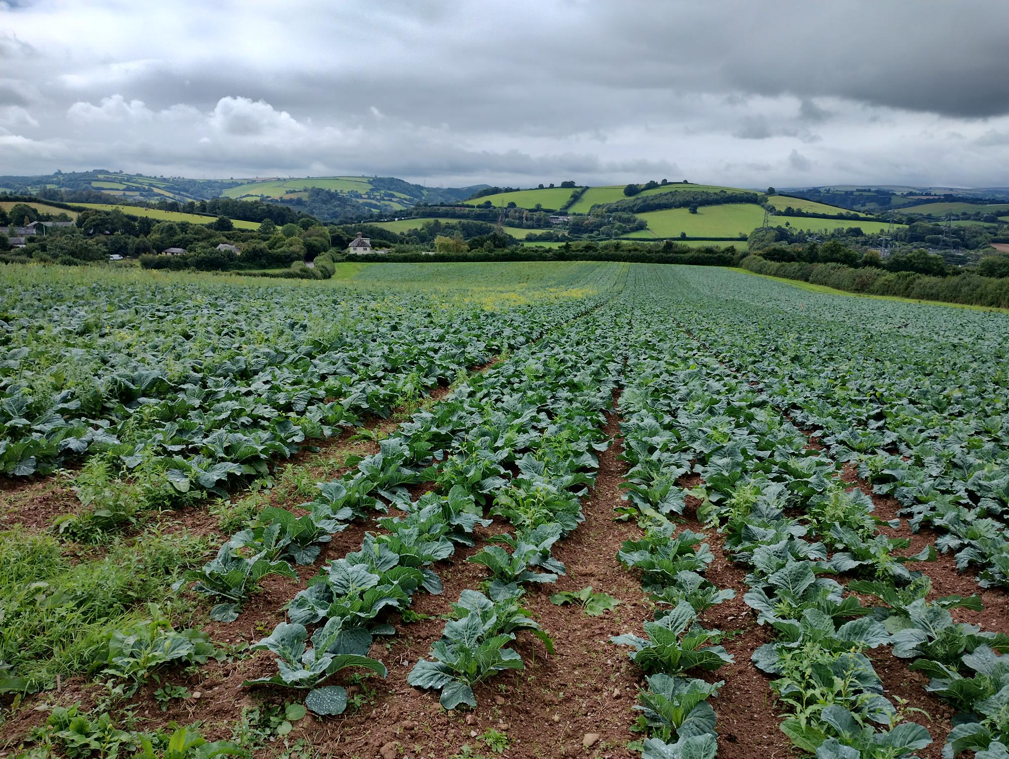 A view of a field with produce growing in rows