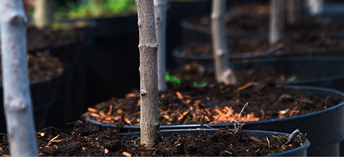 Saplings growing in pots in rows