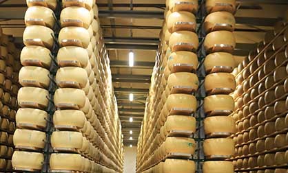 Rows of round cheese blocks stacked in a factory setting