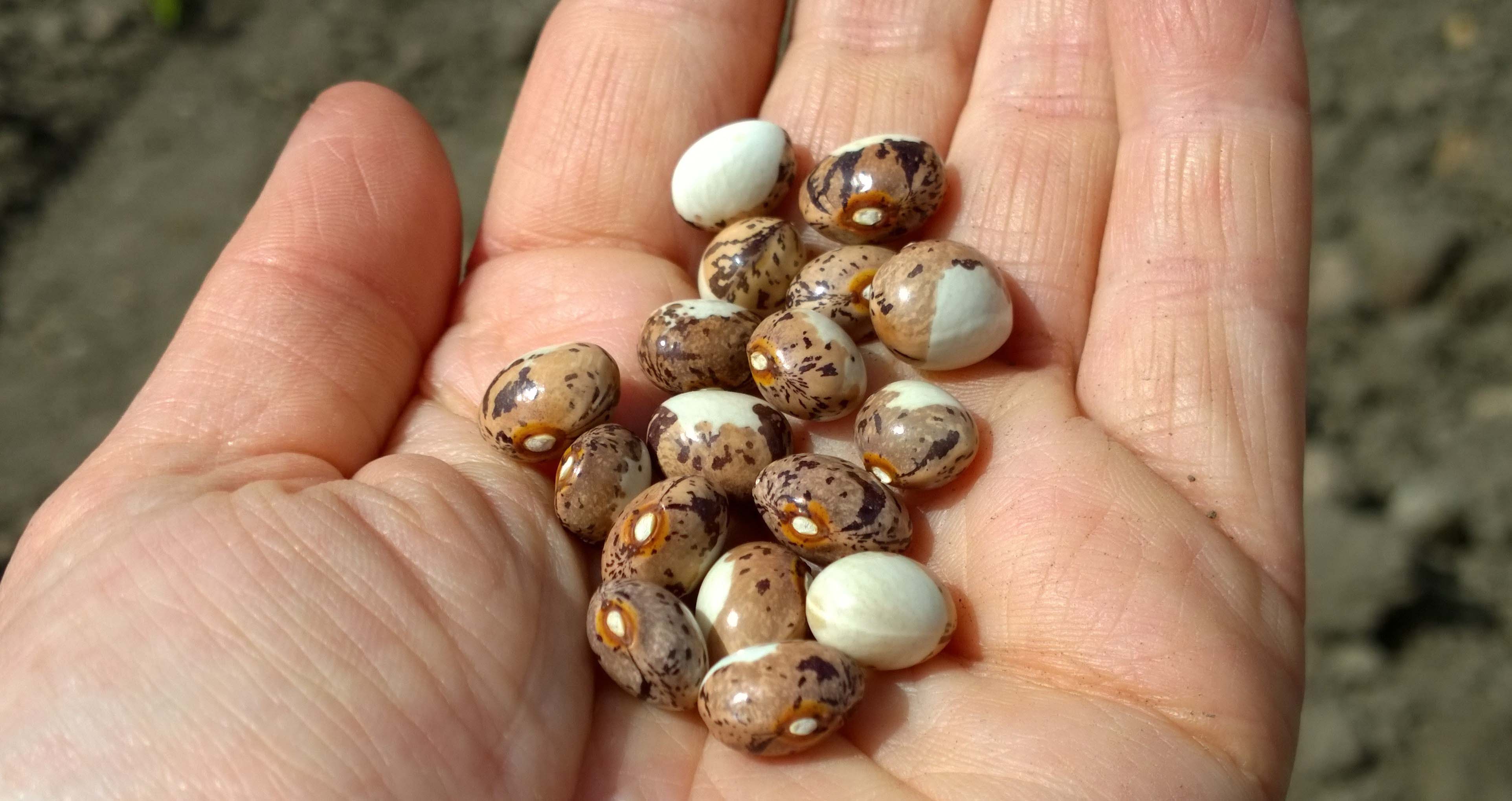 A hand open palmed holding multiple white and brown speckled seeds