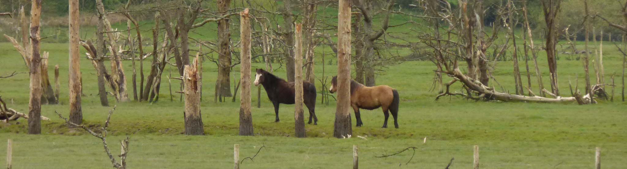 ponies in a forest