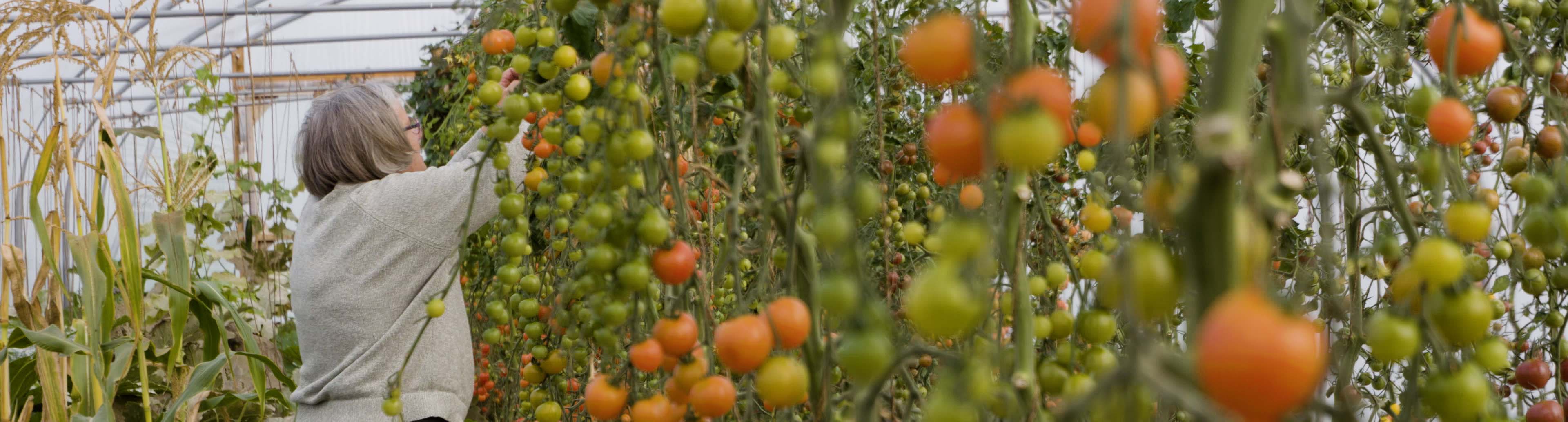 Person picking oranges from trees