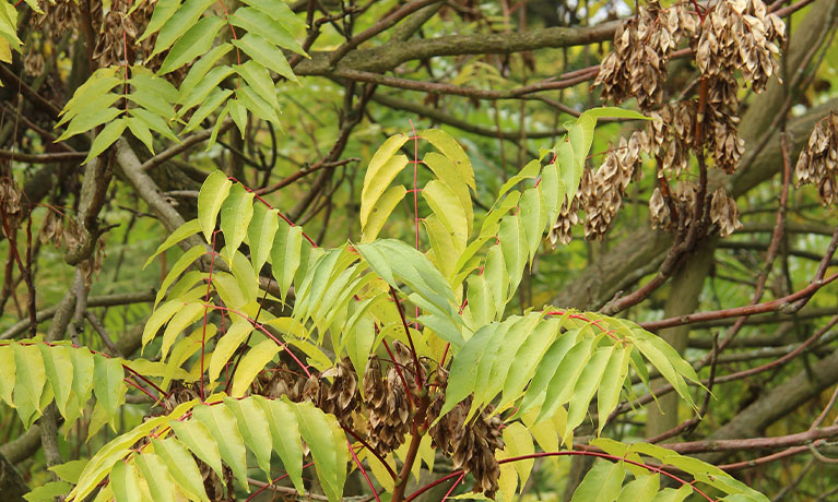 Leaves on a tree