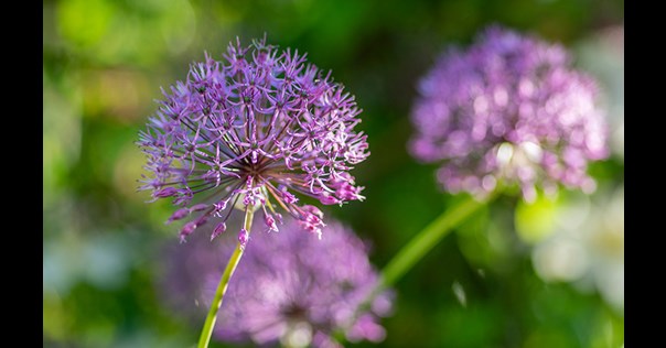 Close up of flowers