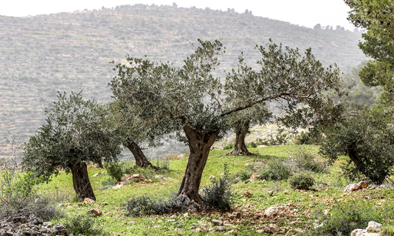 Agroecosystems Palestine