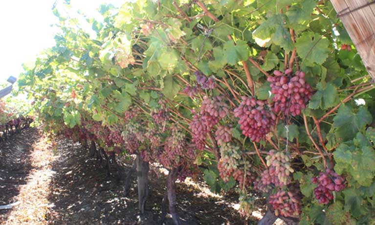 South African wine estate, which includes red grapes