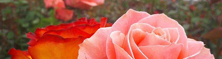 A few roses in a Dutch greenhouse