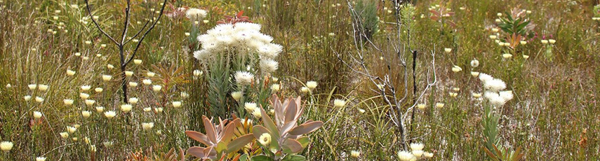 Wild flowers in South Africa