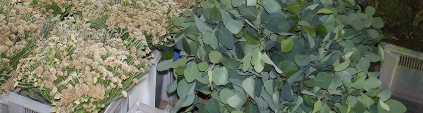 Wild-harvested flowers and plants