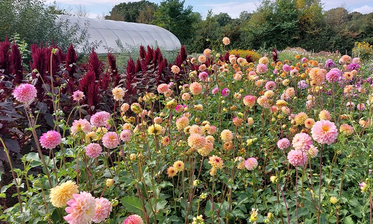 pink flowers in a garden