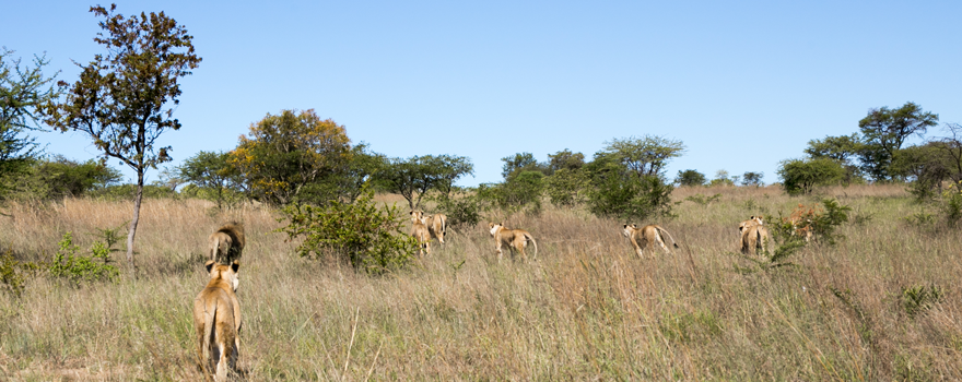 lions hunting