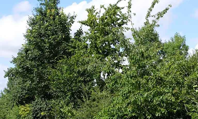 Trees against blue sky