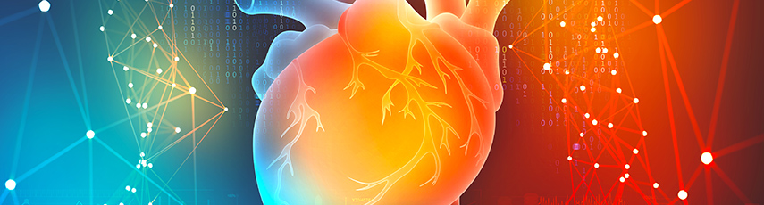 3D illustration of a human heart