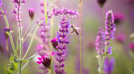 Bee on flower