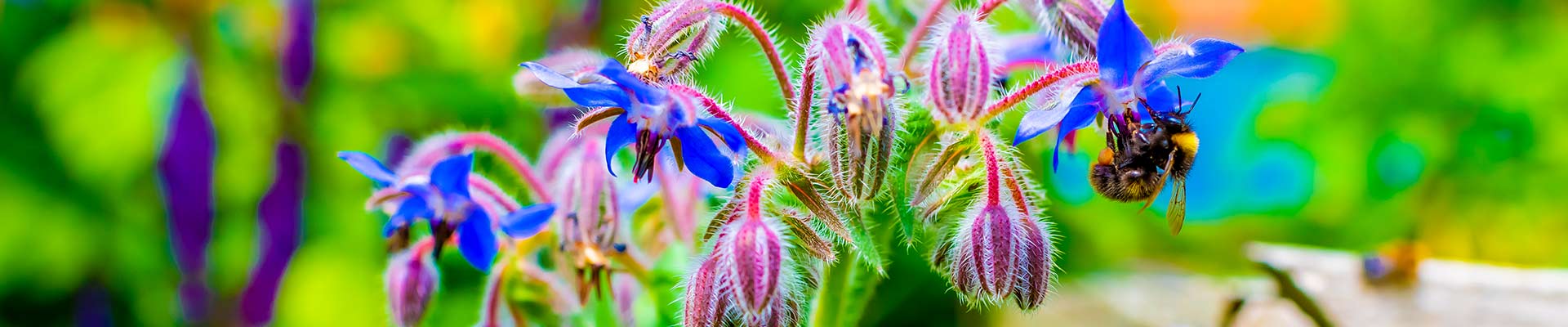 A bee polinating on a plant