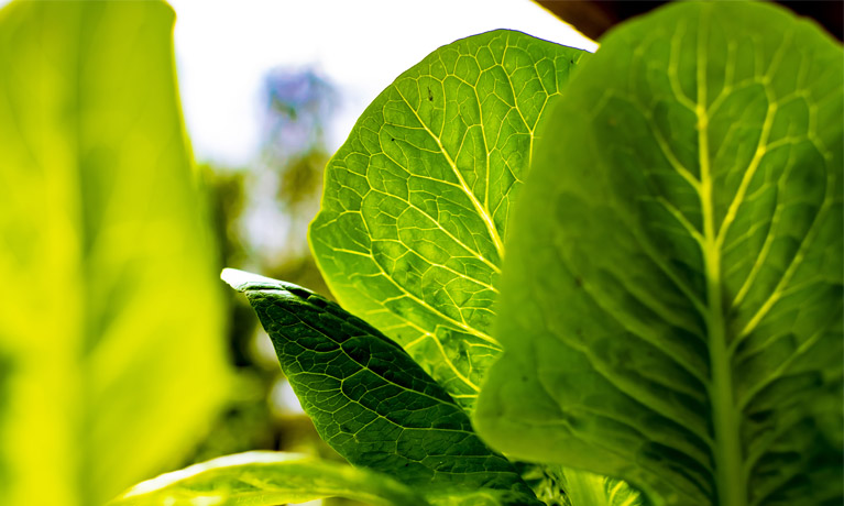 Close up of green plant leaves.