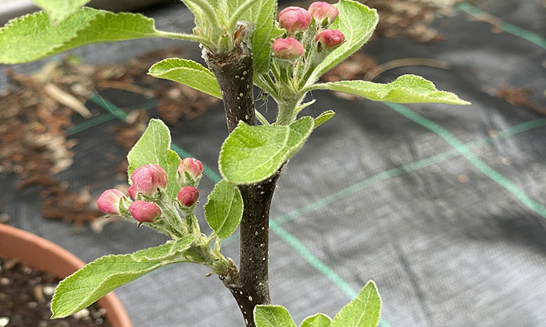 Apple tree buds in the community tree nursery