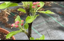Apple trees blossoming in the community tree nursery